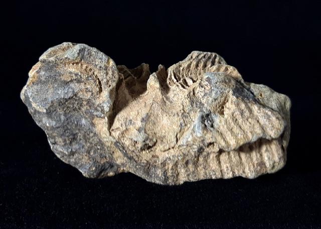 Crinoide non det. - Bild © FossNet FossilienStore
